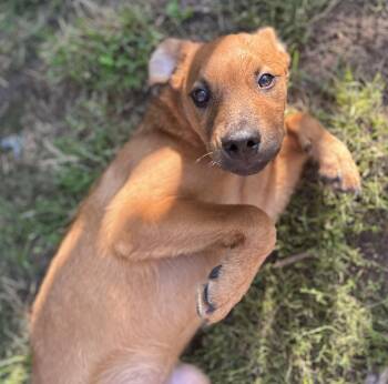 Game Day Couch Buddy Duke -  Golden Retriever and Black Mouth Cur Dog for Adoption in Tonawanda, New York - Game Day Couch Buddy Duke | PetCurious