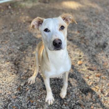 Rescue Pit Bull Terrier Dogs for Adoption in Columbia, South Carolina - Buffalo Bill | PetCurious