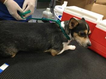 Chihuahua and Mixed Breed Dogs Available for Adoption in Thousand Palms, California - A1917628 | PetCurious