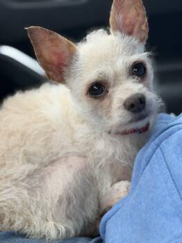 Chihuahua and Poodle Dogs Available for Adoption in Yuba City, California - Scotty | PetCurious
