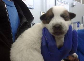 Rescue Mixed Breed Dogs for Adoption in Dallas, Texas - CHUY | PetCurious