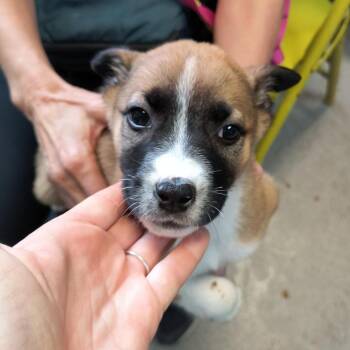 Shepherd Dogs Available for Adoption - Moth | PetCurious