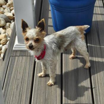 Yorkshire Terrier Dogs Available for Adoption in Sinking Spring, Pennsylvania - Iggy | PetCurious