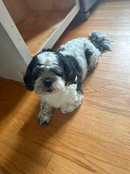 Oreo -  Shih Tzu Dog for Adoption in Pomfret, Connecticut - Oreo | PetCurious