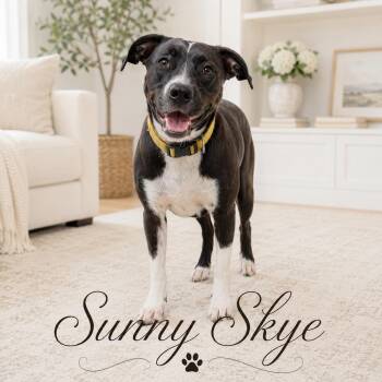 Sunny Skye -  Black Labrador Retriever and Labrador Retriever Dog for Adoption in Farmington, Missouri - Sunny Skye | PetCurious
