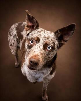 Sage -  Catahoula Leopard Dog and Mixed Breed Dog for Adoption in Bowling Green, Kentucky - Sage | PetCurious