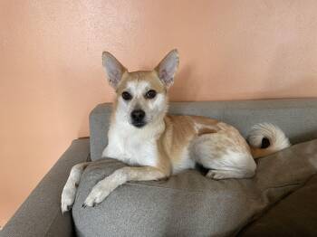 Rescue Chihuahua and Pomeranian Dogs for Adoption in Aspen, Colorado - Kermit | PetCurious