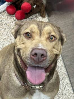 Rescue Pit Bull Terrier and Shepherd Dogs for Adoption in Martinsburg, West Virginia - Cleo | PetCurious