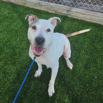 Turbo -  Mixed Breed Dog for Adoption in Binghamton, New York - Turbo | PetCurious