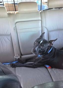 Pit Bull Terrier Dogs Available for Adoption in Plano, Texas - Finn | PetCurious