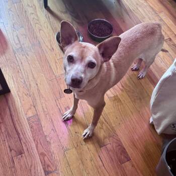 Chihuahua Dogs Available for Adoption in New York, New York - Lilo | PetCurious