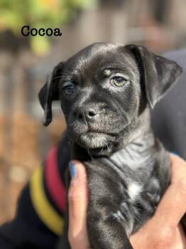 Coco -  Beagle Dog for Adoption in Lafayette, California - Coco | PetCurious