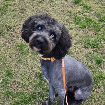 Australian Shepherd and Poodle Dogs Available for Adoption - Ziggy | PetCurious