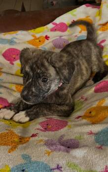 Rescue Boxer and Plott Hound Dogs for Adoption in Gilbert, Arizona - Mabel | PetCurious