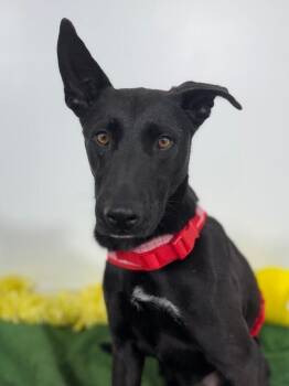 Roscoe-One of our Amazing Rescue Dogs -  Labrador Retriever and Mixed Breed Dog for Adoption in Carlsbad, California - Roscoe-One Of Our Amazing Rescue Dogs | PetCurious