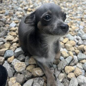 Dove -  Chihuahua Dog for Adoption in St. Louis, Missouri - Dove | PetCurious