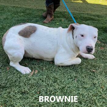 Brownie -  American Staffordshire Terrier Dog for Adoption in Washington, Georgia - Brownie | PetCurious