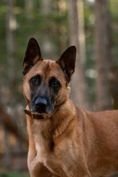 Rescue Belgian Shepherd Malinois Dogs for Adoption in Saint-basile, Quebec - Soup | PetCurious