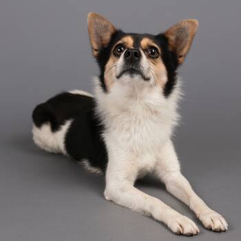Rescue Corgi and Mixed Breed Dogs for Adoption in Hardeeville, South Carolina - Pancake | PetCurious