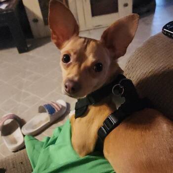 Jeb -  Chihuahua Dog for Adoption in Rochester, Minnesota - Jeb | PetCurious