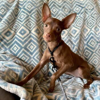 Chihuahua Dogs Available for Adoption in Boerne, Texas - Phoebe | PetCurious