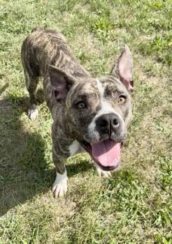 CARDI -  American Staffordshire Terrier and Mixed Breed Dog for Adoption in Kalamazoo, Michigan - CARDI | PetCurious