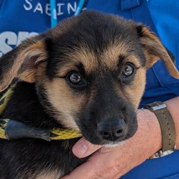Shepherd Dogs Available for Adoption in Long Beach, California - Honeybee | PetCurious