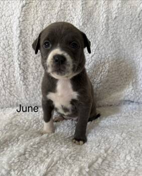 June- Mama August Calendar Crew -  Labrador Retriever and Pit Bull Terrier Dog for Adoption in Carmel Hamlet, New York - June- Mama August Calendar Crew | PetCurious