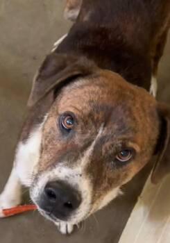 MURDOCK -  Hound Dog for Adoption in Elizabethton, Tennessee - MURDOCK | PetCurious