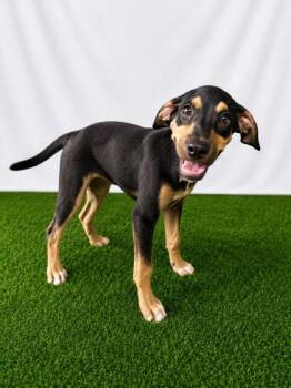 Chorizo -  Mixed Breed Dog for Adoption in Covington, Louisiana - Chorizo | PetCurious