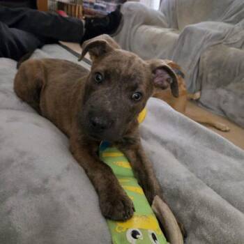 Ernie -  Mixed Breed Dog for Adoption in Christiansburg, Virginia - Ernie | PetCurious