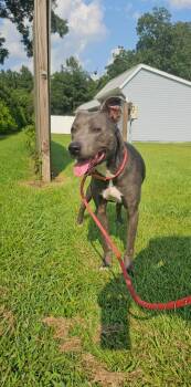Dolce -  Terrier Dog for Adoption in New Bern, North Carolina - Dolce | PetCurious