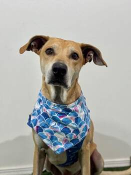 Rhodesian Ridgeback and Vizsla Dogs Available for Adoption - Paco | PetCurious