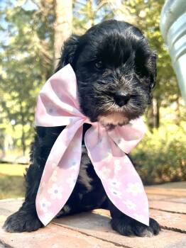 Korry -  Dog for Sale in Columbus, Mississippi - Korry | PetCurious