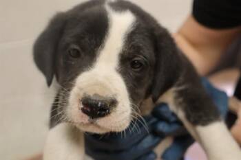 Mixed Breed Dogs Available for Adoption in Columbia, South Carolina - DUCK | PetCurious