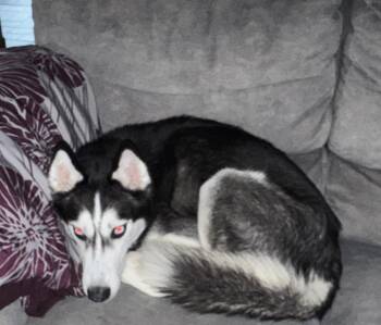 Vento -  Siberian Husky Dog for Adoption in La Motte, Iowa - Vento | PetCurious