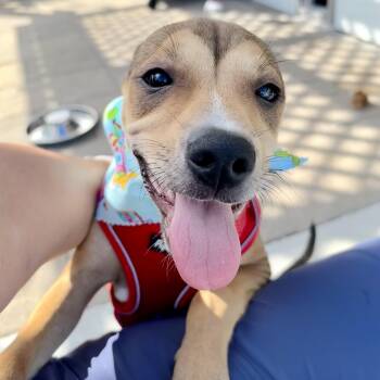 Retriever and Terrier Dogs Available for Adoption in Corpus Christi, Texas - Kiki | PetCurious