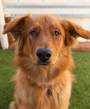Diva -  Golden Retriever Dog for Adoption in Encinitas, California - Diva | PetCurious