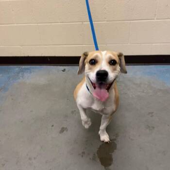 Mixed Breed Dogs Available for Adoption in Memphis, Tennessee - Mocha Latte | PetCurious