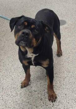 Pit Bull Terrier and Mixed Breed Dogs Available for Adoption in Kansas City, Missouri - Templeton | PetCurious