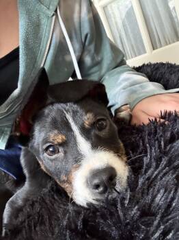 American Staffordshire Terrier Dogs Available for Adoption in Denver, Colorado - Archer | PetCurious