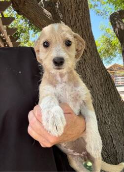 Sandy -  Terrier Dog for Adoption in Temecula, California - Sandy | PetCurious