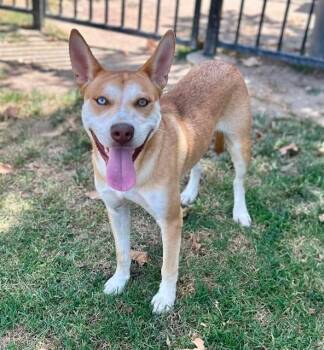 JAMES -  Siberian Husky Dog for Adoption in Riverside, California - JAMES | PetCurious