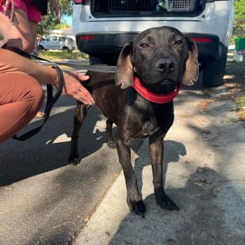 Black Labrador Retriever Dogs Available for Adoption in Merritt Island, Florida - Balloo | PetCurious