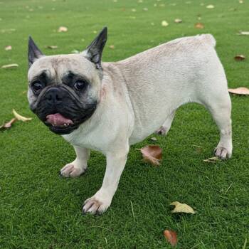 Cossette -  French Bulldog Dog for Adoption in Gilbert, Arizona - Cossette | PetCurious