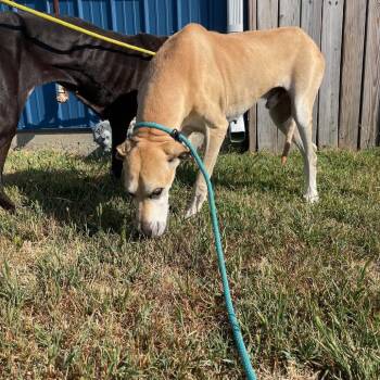 Scooby -  Great Dane Dog for Adoption in Chanute, Kansas - Scooby | PetCurious