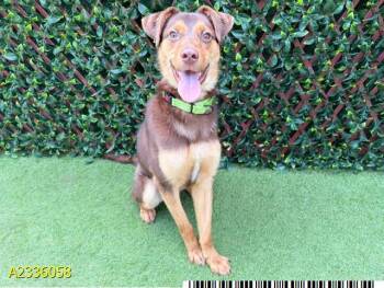 KEPLER -  Mixed Breed Dog for Adoption in West Palm Beach, Florida - KEPLER | PetCurious