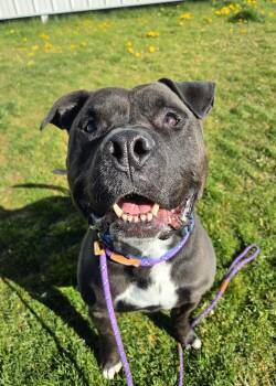 Pit Bull Terrier Dogs Available for Adoption in Pocatello, Idaho - Loki 45700 | PetCurious