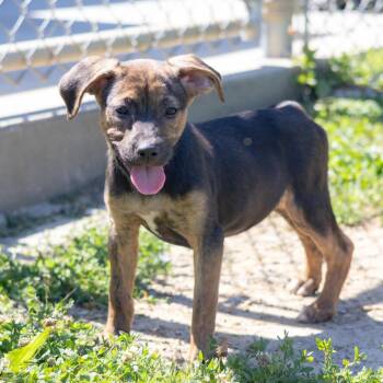Pearl -  Labrador Retriever and Mixed Breed Dog for Adoption in Wilmington, Delaware - Pearl | PetCurious