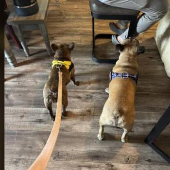 French Bulldog Dogs Available for Adoption in Austin, Texas - Rue | PetCurious
